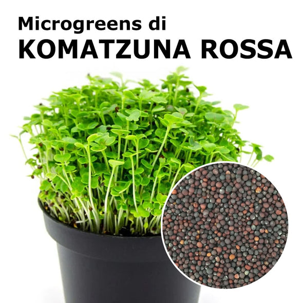 Semi per microgreens - Komatsuna rossa Cinghei