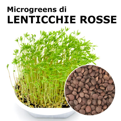Semi per microgreens - Lenticchie rosse Maranello