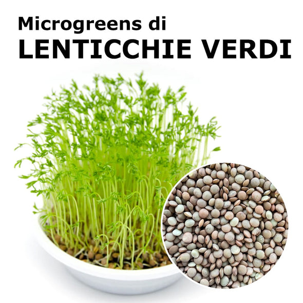 Semi per microgreens - Lenticchie verdi Siena