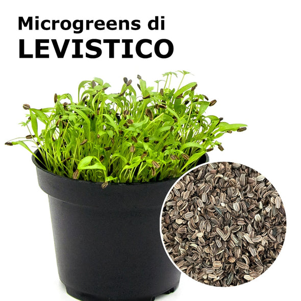 Semi per microgreens - Levistico Alpi