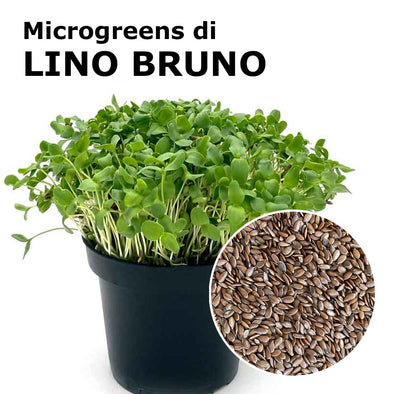 Semi per microgreens - Lino bruno Kabir