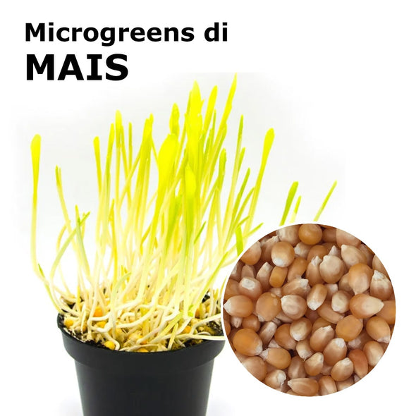 Semi per microgreens - Mais Flash