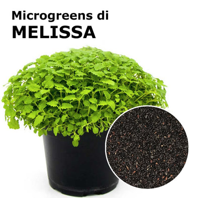 Semi per microgreens - Melissa Sorrento