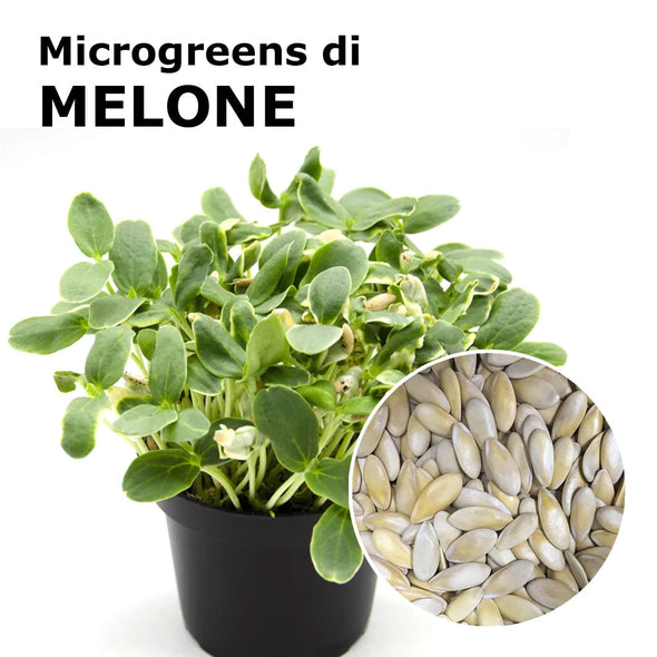 Semi per microgreens - Melone Cantalupo Coco
