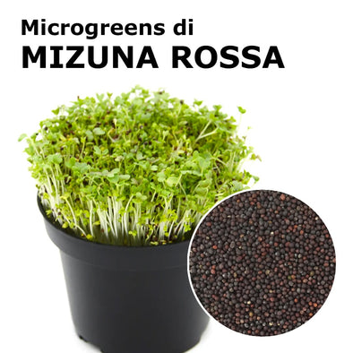 Semi per microgreens - Mizuna rossa Shiro