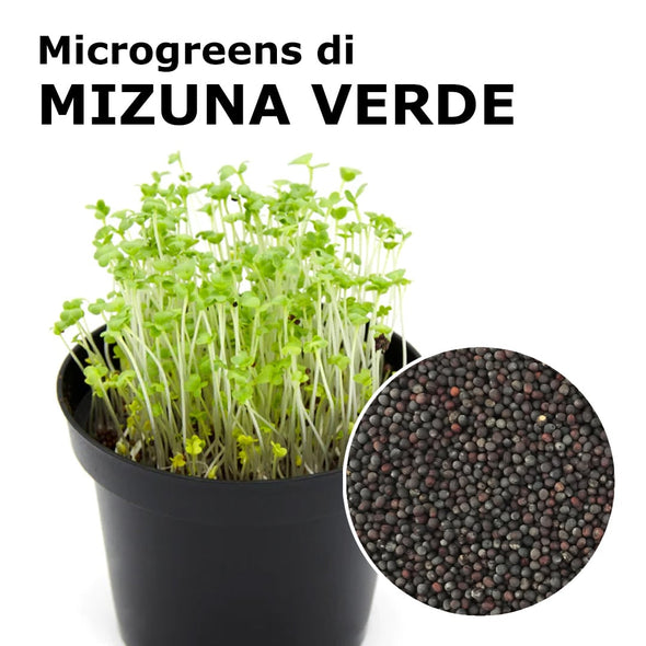 Semi per microgreens - Mizuna verde Mila