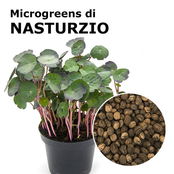 Semi per microgreens - Nasturzio Ruby