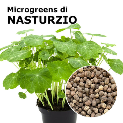 Semi per microgreens - Nasturzio Woodland