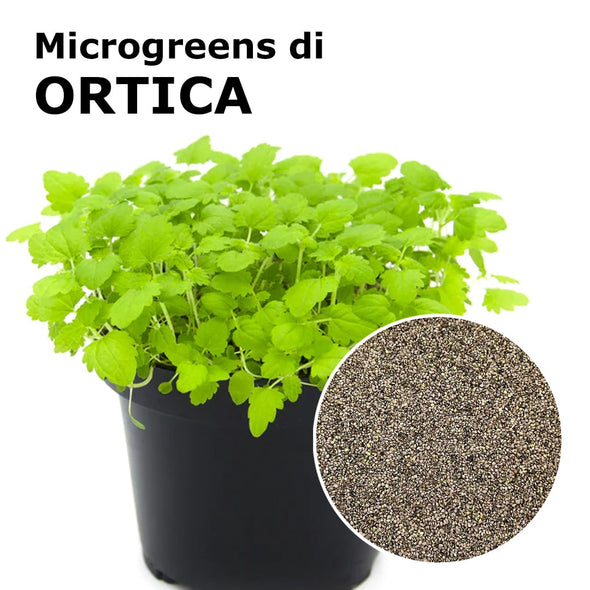 Semi per microgreens - Ortica Thor