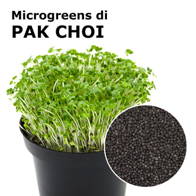 Semi per microgreens - Pak Choi Panda