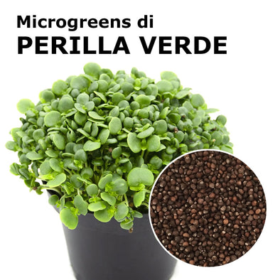 Semi per microgreens - Perilla verde Lime