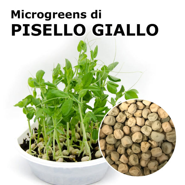 Semi per microgreens - Pisello giallo Hazel