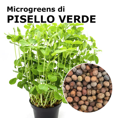 Semi per microgreens - Pisello verde Efesto