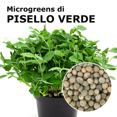 Semi per microgreens - Pisello verde Tendril Etna