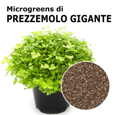 Semi per microgreens - Prezzemolo (gigante) Gulliver