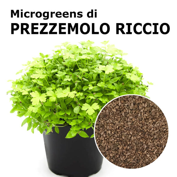 Semi per microgreens - Prezzemolo (riccio) Every