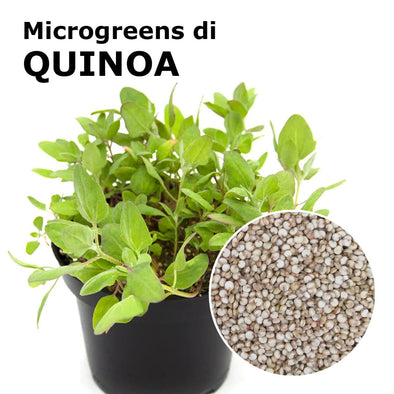 Semi per microgreens - Quinoa Rio
