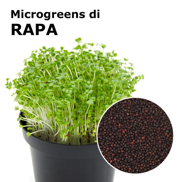 Semi per microgreens - Rapa Marshmallow