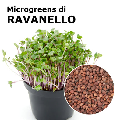 Semi per microgreens - Ravanello China Rose