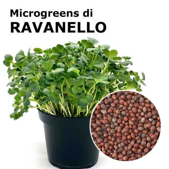 Semi per microgreens - Ravanello Daikon