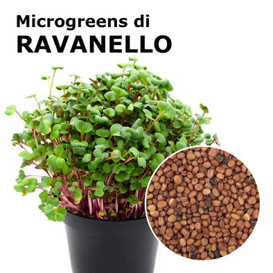 Semi per microgreens - Ravanello Red Rubin