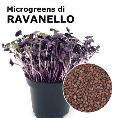 Semi per microgreens - Ravanello Tango