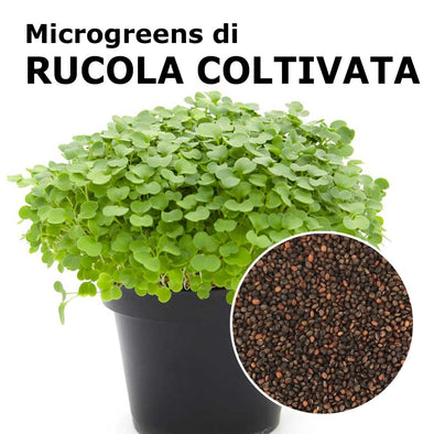 Semi per microgreens - Rucola coltivata Matisse