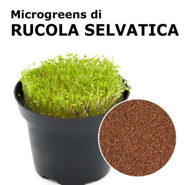 Semi per microgreens - Rucola selvatica Chantico