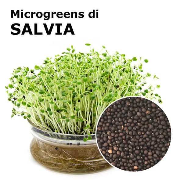 Semi per microgreens - Salvia Bomber