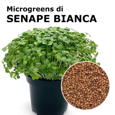 Semi per microgreens - Senape bianca Yeti