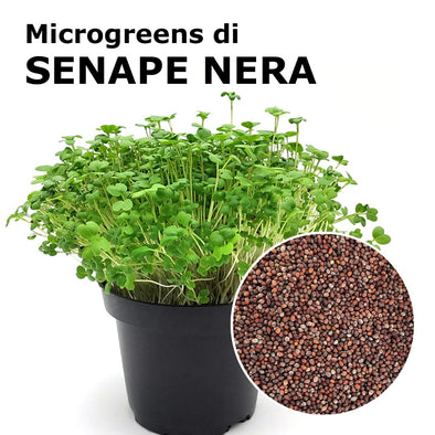 Semi per microgreens - Senape nera Hotdog