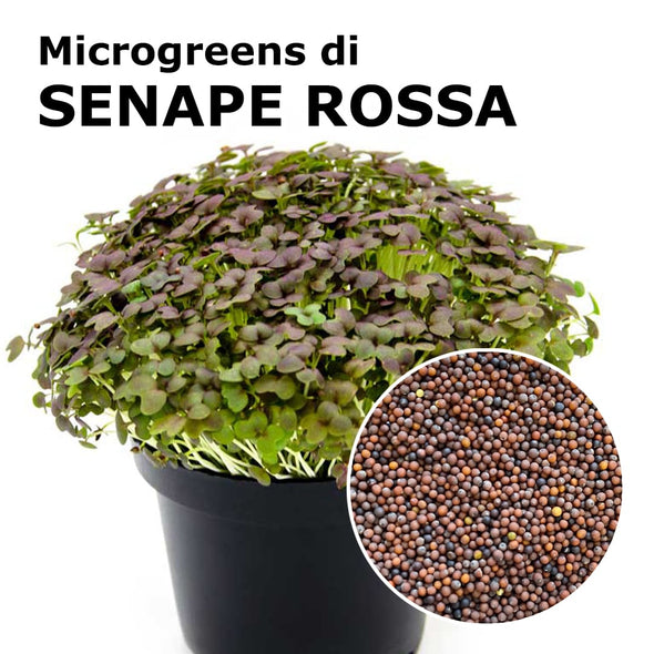 Semi per microgreens - Senape rossa Kiss
