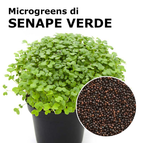 Semi per microgreens - Senape verde Snack