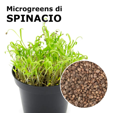 Semi per microgreens - Spinacio Guru