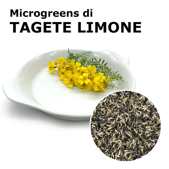 Semi per microgreens - Tagete Limone Potpourri