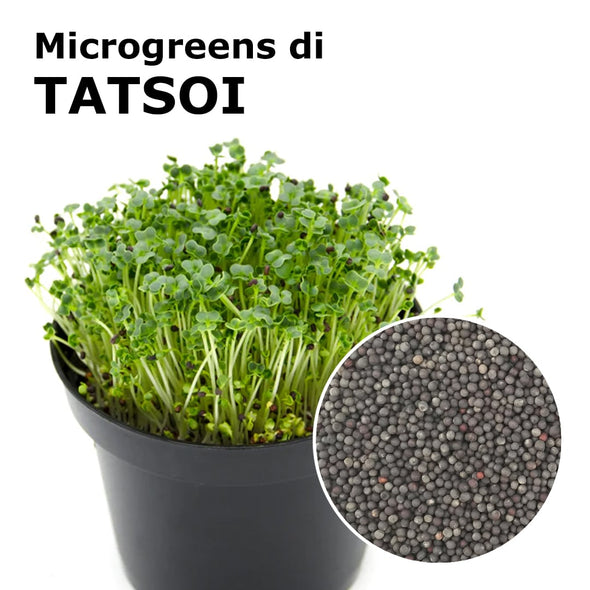 Semi per microgreens - Tatsoi Sampei