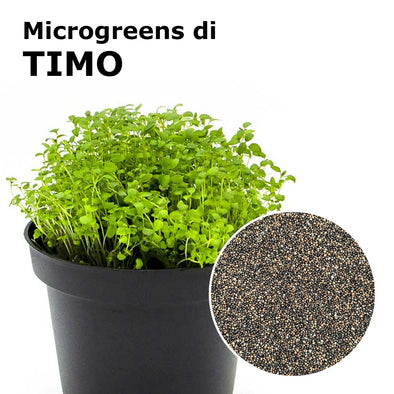 Semi per microgreens - Timo Sirino
