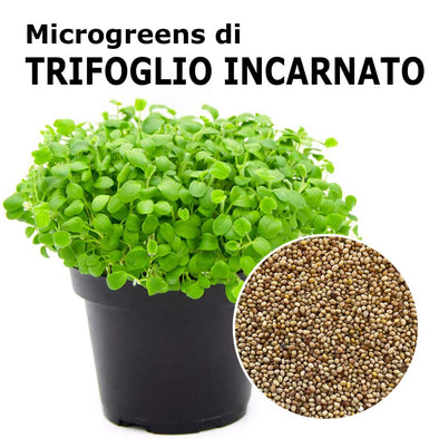 Semi per microgreens - Trifoglio incarnato Graal