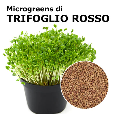 Semi per microgreens - Trifoglio rosso Merlino