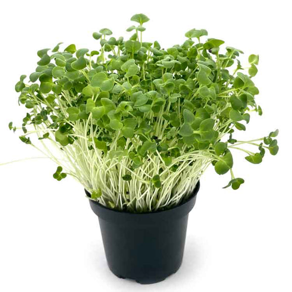 Semi per microgreens - Colza Lillo