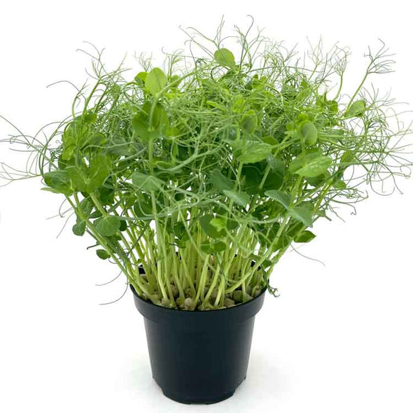 Semi per microgreens - Pisello verde Viridios