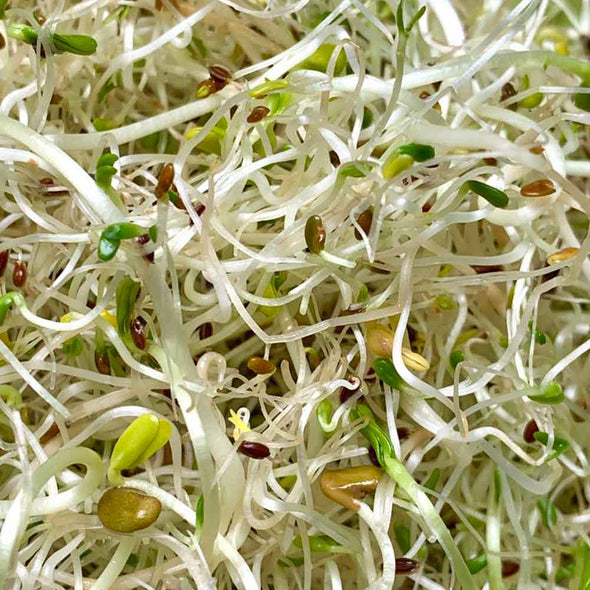 Sprouting seeds - Healthy mix