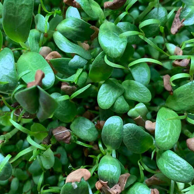 Seeds for microgreens - Horus health mix