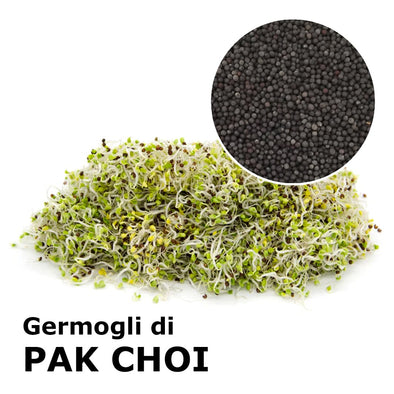Semi da germoglio - Pak Choi Panda