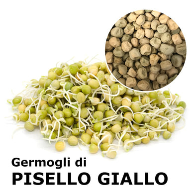 Semi da germoglio - Pisello giallo Hazel