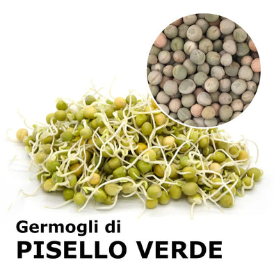 Sprouting seeds - Green peas Viridios