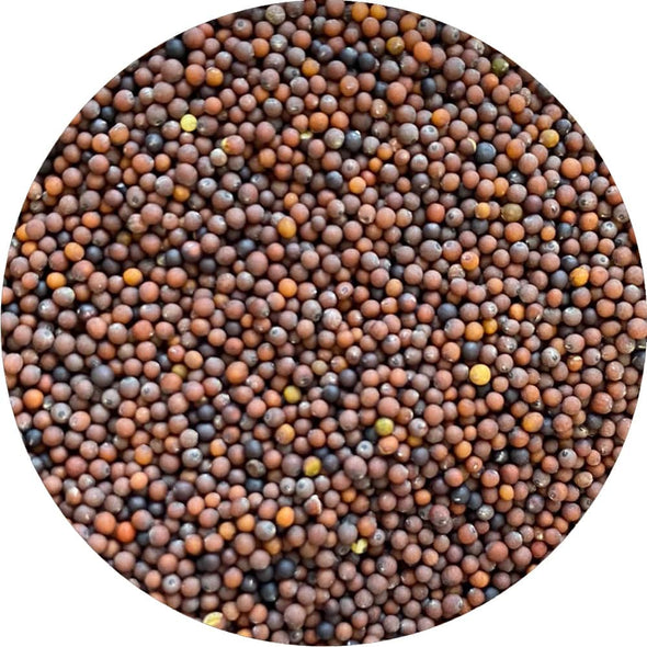 Semi per microgreens - Senape rossa Kiss