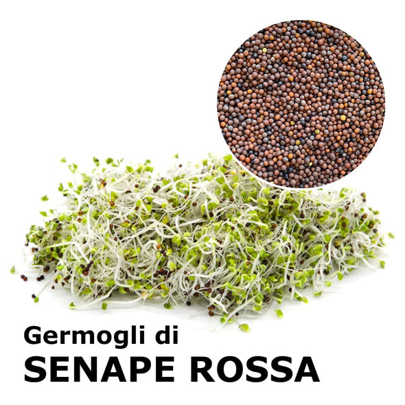 Semi da germoglio - Senape rossa Kiss