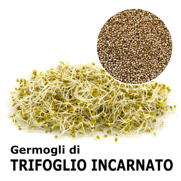 Semi da germoglio - Trifoglio incarnato Graal