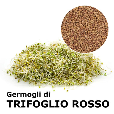 Semi da germoglio - Trifoglio rosso Merlino